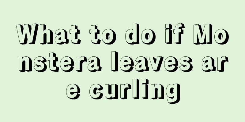 What to do if Monstera leaves are curling