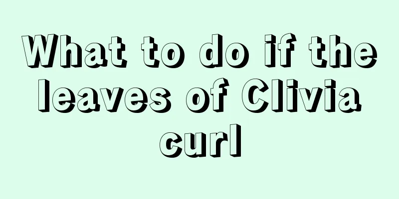 What to do if the leaves of Clivia curl