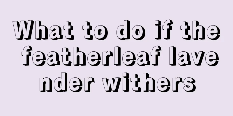 What to do if the featherleaf lavender withers