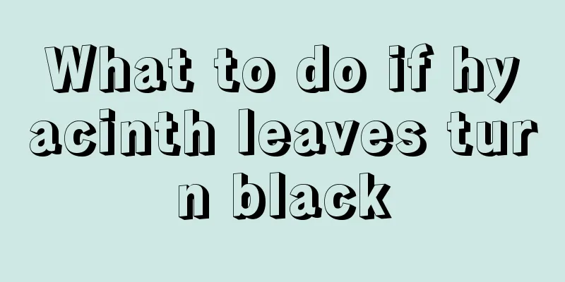 What to do if hyacinth leaves turn black