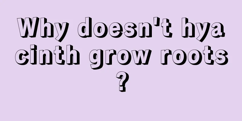 Why doesn't hyacinth grow roots?