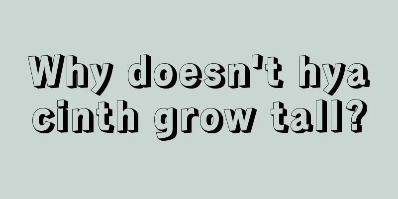 Why doesn't hyacinth grow tall?