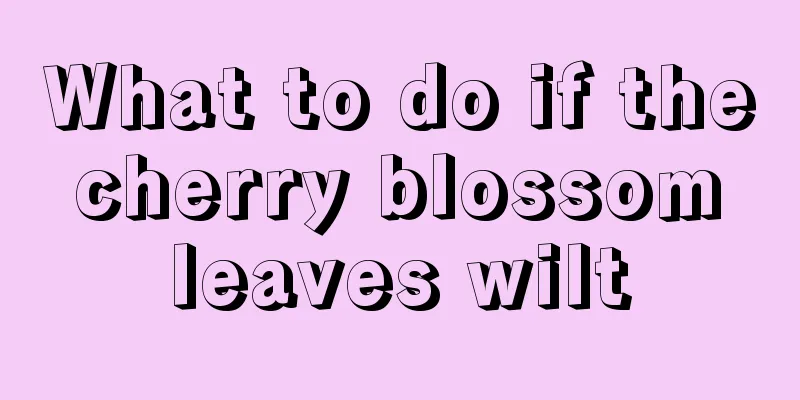 What to do if the cherry blossom leaves wilt