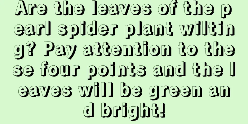 Are the leaves of the pearl spider plant wilting? Pay attention to these four points and the leaves will be green and bright!