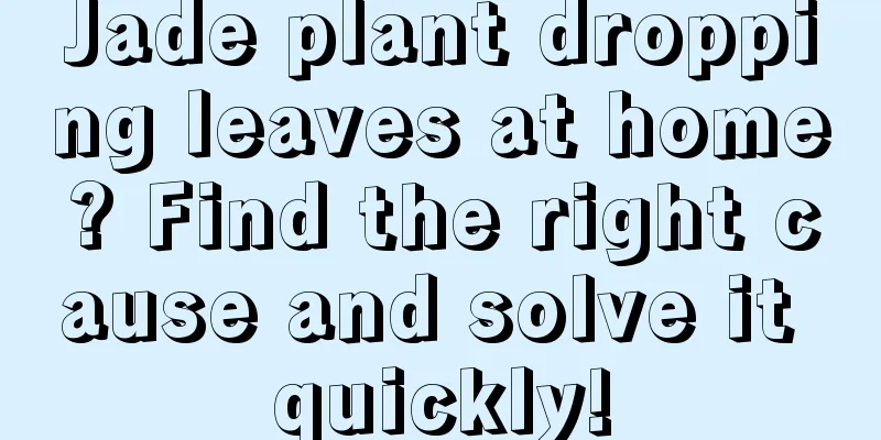 Jade plant dropping leaves at home? Find the right cause and solve it quickly!