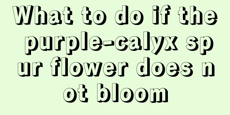 What to do if the purple-calyx spur flower does not bloom