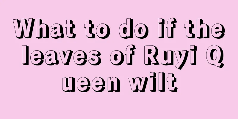 What to do if the leaves of Ruyi Queen wilt