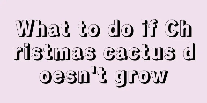 What to do if Christmas cactus doesn't grow