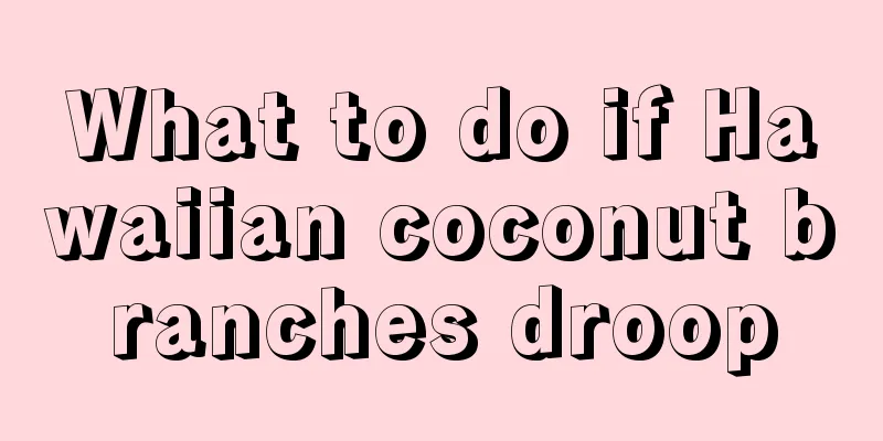 What to do if Hawaiian coconut branches droop