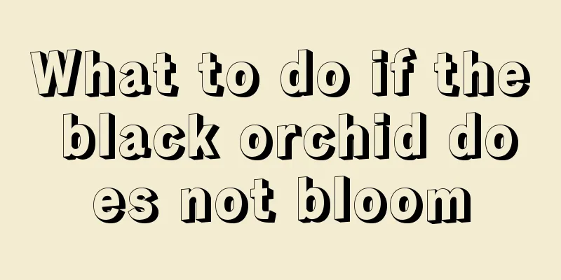 What to do if the black orchid does not bloom