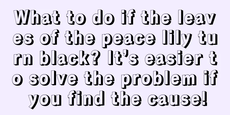 What to do if the leaves of the peace lily turn black? It’s easier to solve the problem if you find the cause!