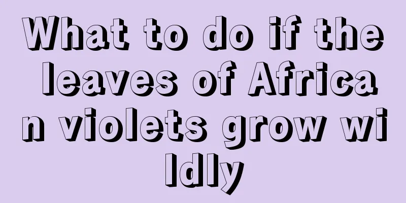 What to do if the leaves of African violets grow wildly