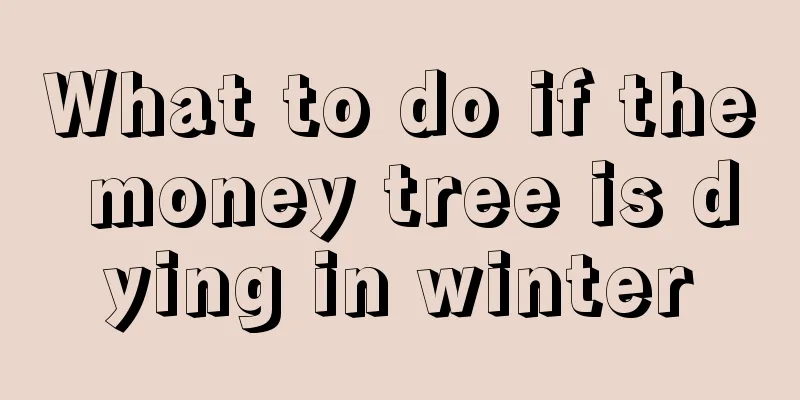 What to do if the money tree is dying in winter