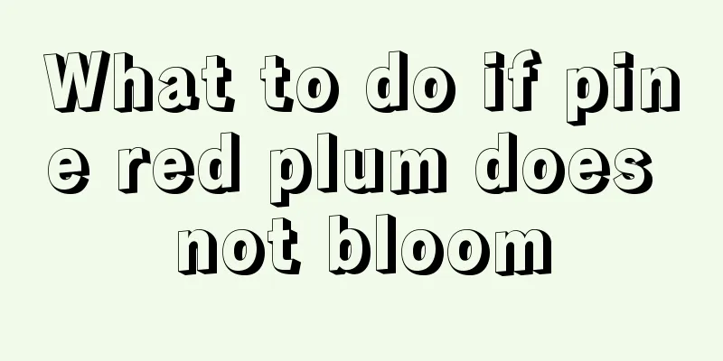 What to do if pine red plum does not bloom