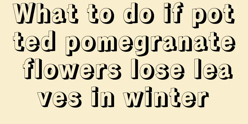 What to do if potted pomegranate flowers lose leaves in winter