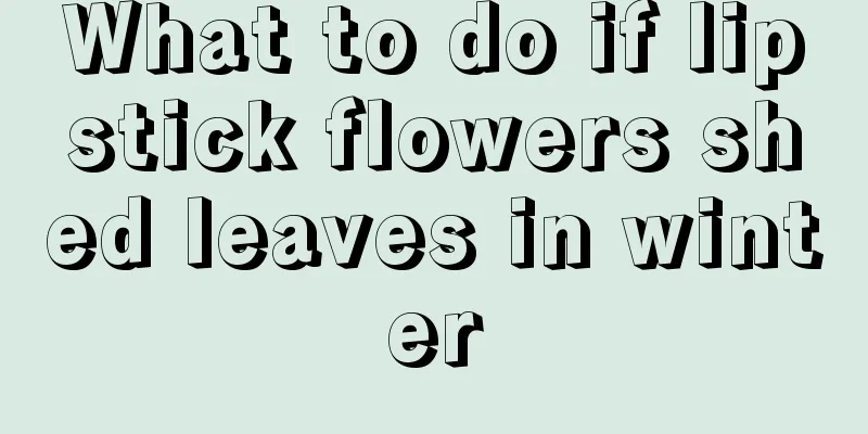 What to do if lipstick flowers shed leaves in winter