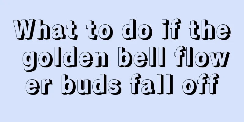 What to do if the golden bell flower buds fall off