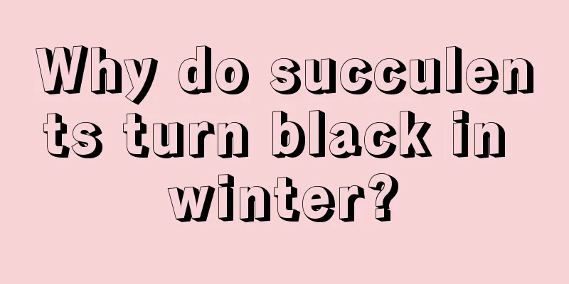 Why do succulents turn black in winter?