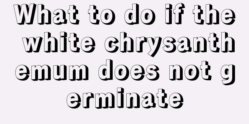 What to do if the white chrysanthemum does not germinate