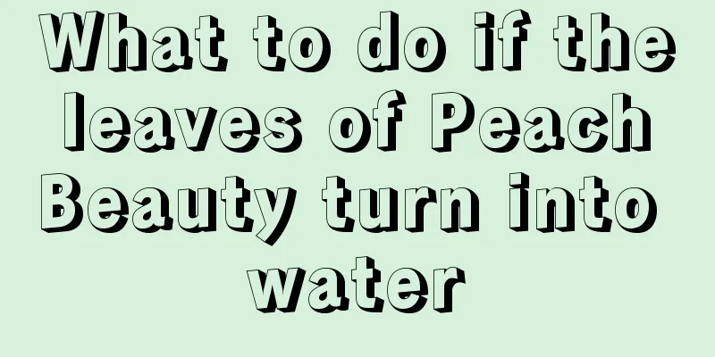 What to do if the leaves of Peach Beauty turn into water