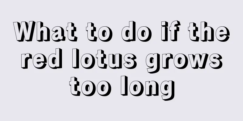 What to do if the red lotus grows too long