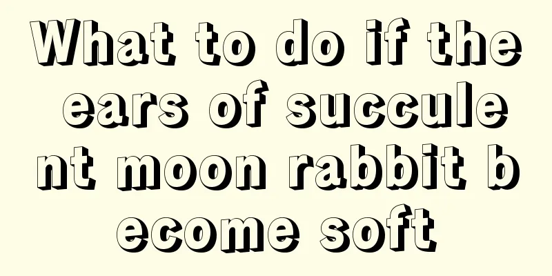 What to do if the ears of succulent moon rabbit become soft