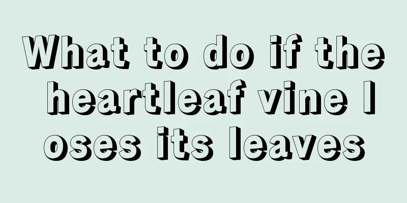 What to do if the heartleaf vine loses its leaves