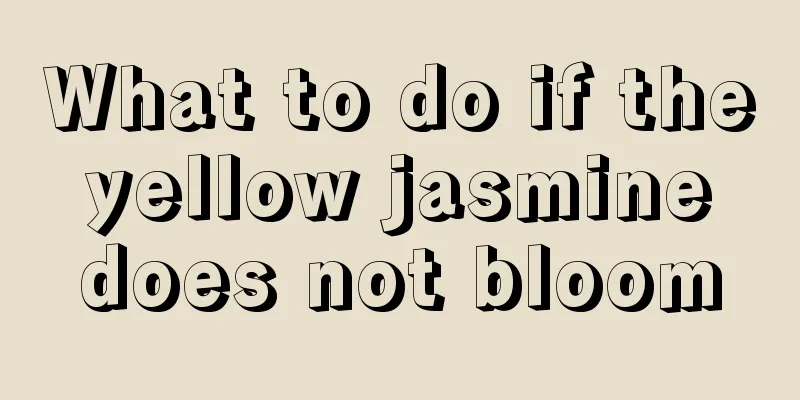 What to do if the yellow jasmine does not bloom