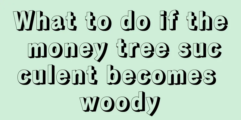 What to do if the money tree succulent becomes woody