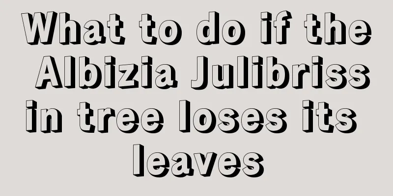 What to do if the Albizia Julibrissin tree loses its leaves