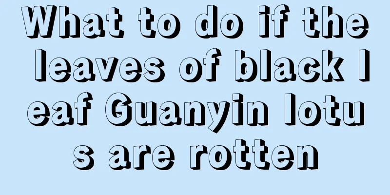 What to do if the leaves of black leaf Guanyin lotus are rotten