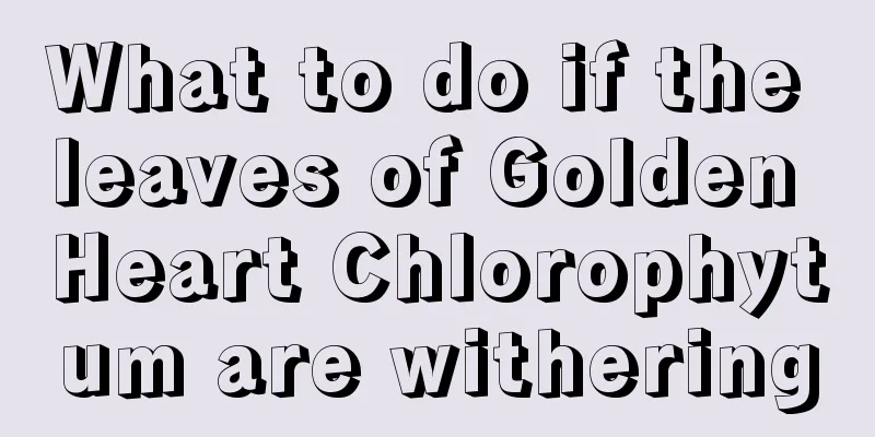 What to do if the leaves of Golden Heart Chlorophytum are withering