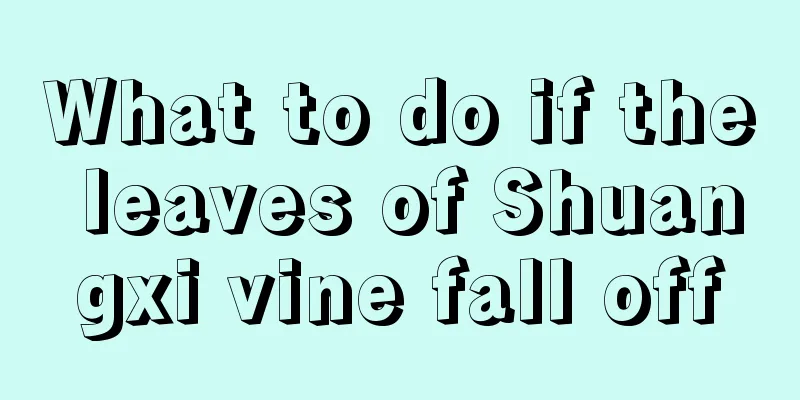 What to do if the leaves of Shuangxi vine fall off