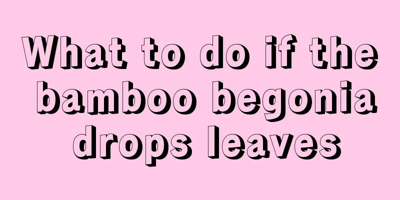 What to do if the bamboo begonia drops leaves