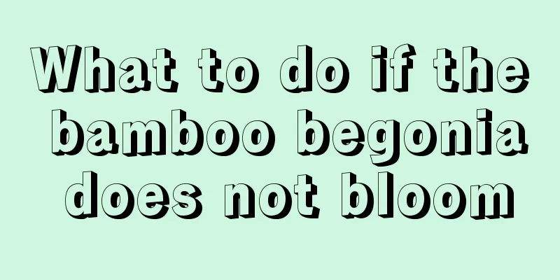 What to do if the bamboo begonia does not bloom