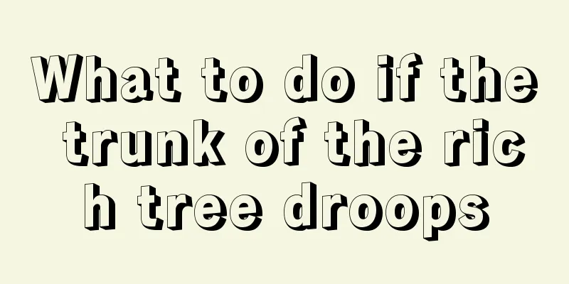 What to do if the trunk of the rich tree droops