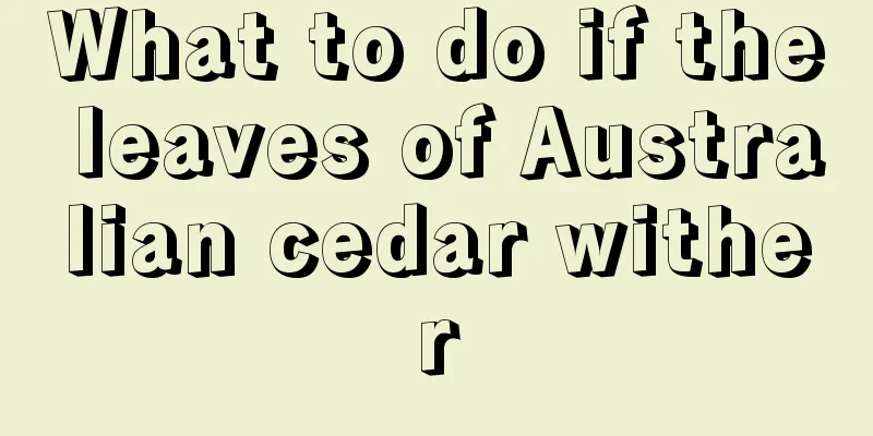 What to do if the leaves of Australian cedar wither