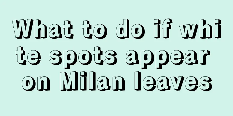 What to do if white spots appear on Milan leaves