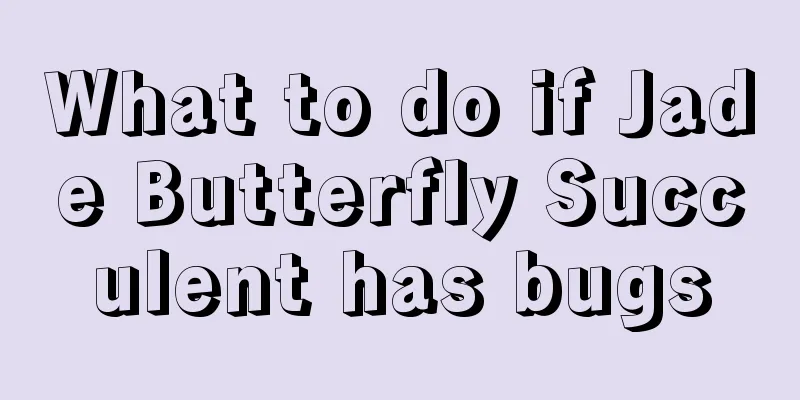 What to do if Jade Butterfly Succulent has bugs