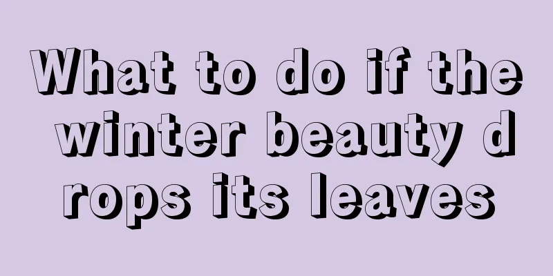 What to do if the winter beauty drops its leaves