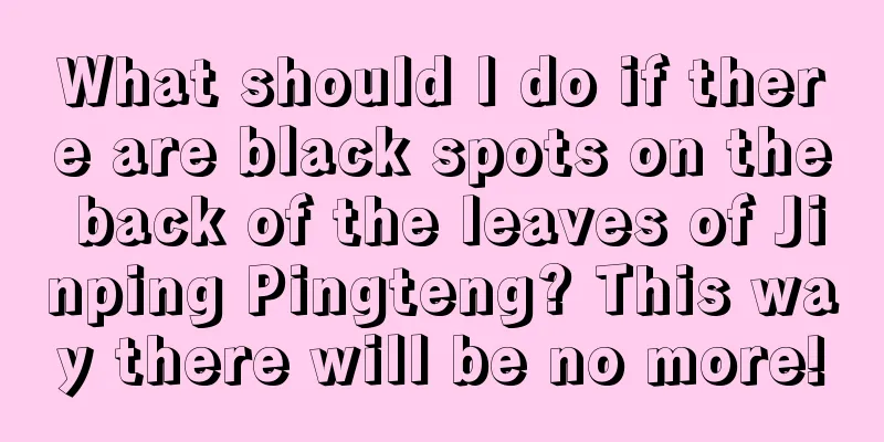 What should I do if there are black spots on the back of the leaves of Jinping Pingteng? This way there will be no more!