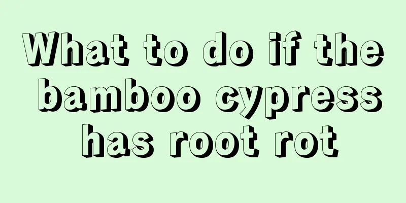 What to do if the bamboo cypress has root rot