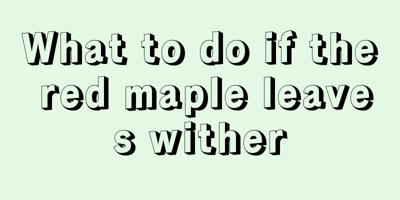 What to do if the red maple leaves wither