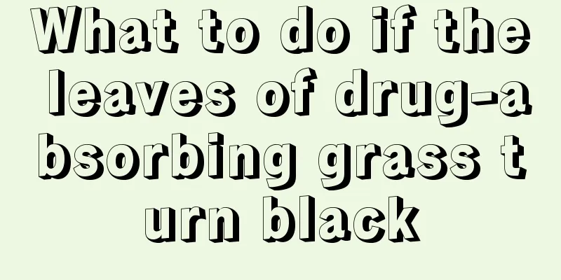 What to do if the leaves of drug-absorbing grass turn black