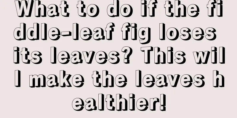 What to do if the fiddle-leaf fig loses its leaves? This will make the leaves healthier!