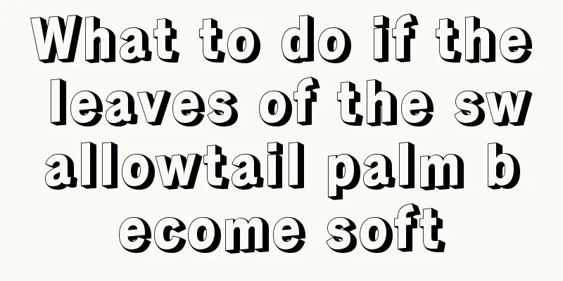 What to do if the leaves of the swallowtail palm become soft