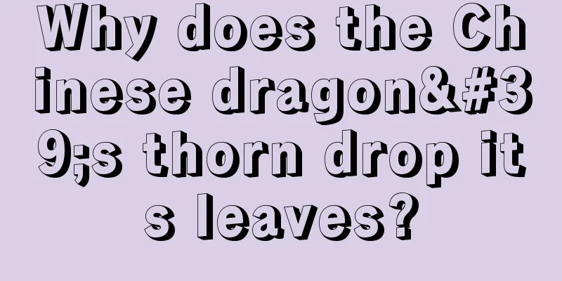 Why does the Chinese dragon's thorn drop its leaves?