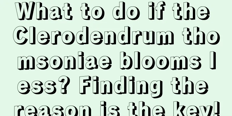 What to do if the Clerodendrum thomsoniae blooms less? Finding the reason is the key!