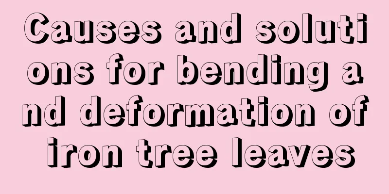 Causes and solutions for bending and deformation of iron tree leaves