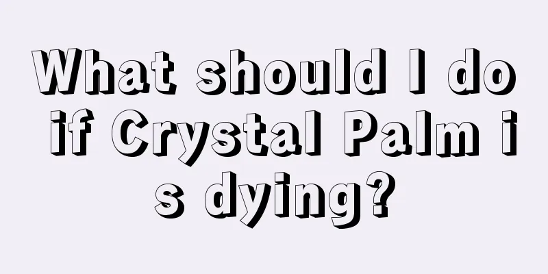 What should I do if Crystal Palm is dying?